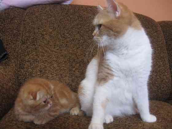 Груминг. Стрижка. Гигиена кошек и котов Донецк