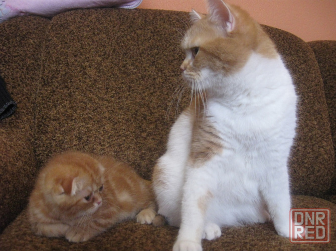 Груминг. Стрижка. Гигиена кошек и котов Донецк - изображение 1