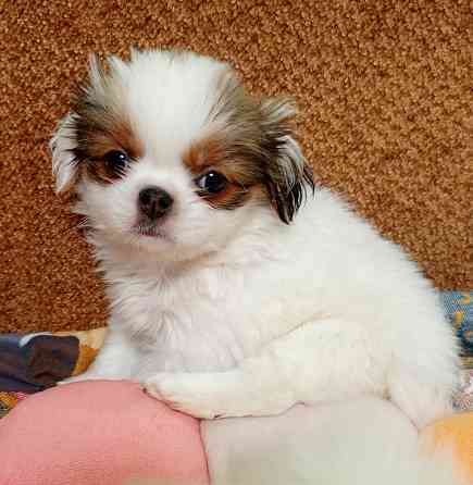 Щенки японского хина Донецк