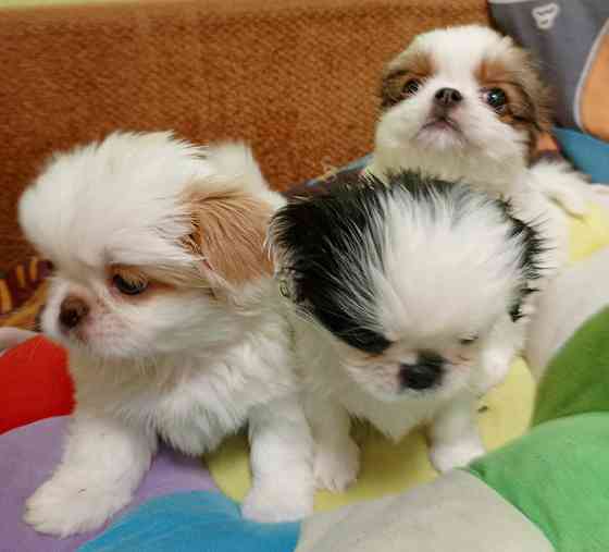 Щенки японского хина Донецк