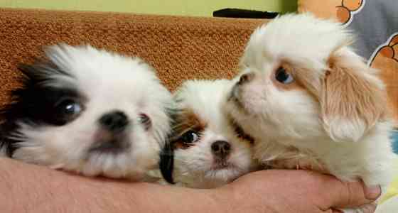 Щенки японского хина Донецк