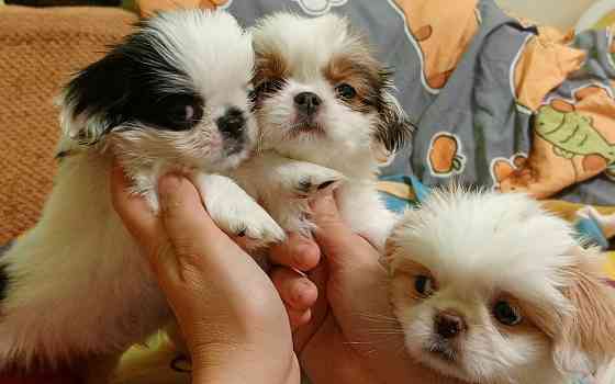 Щенки японского хина Донецк