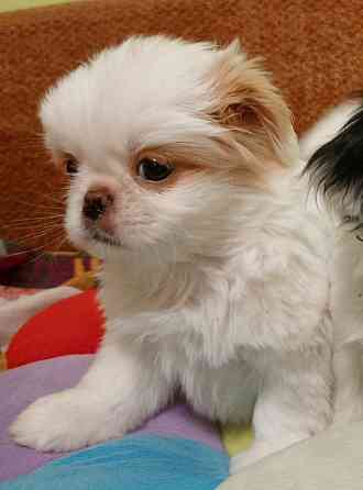 Щенки японского хина Донецк