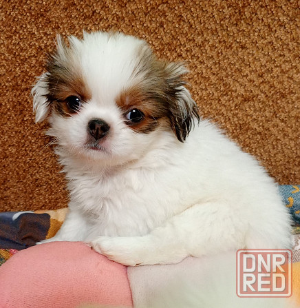 Щенки японского хина Донецк - изображение 6