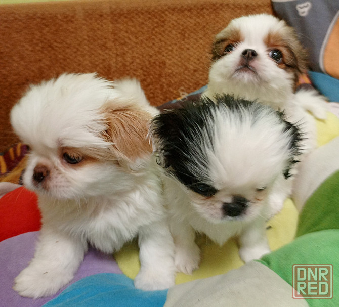 Щенки японского хина Донецк - изображение 4