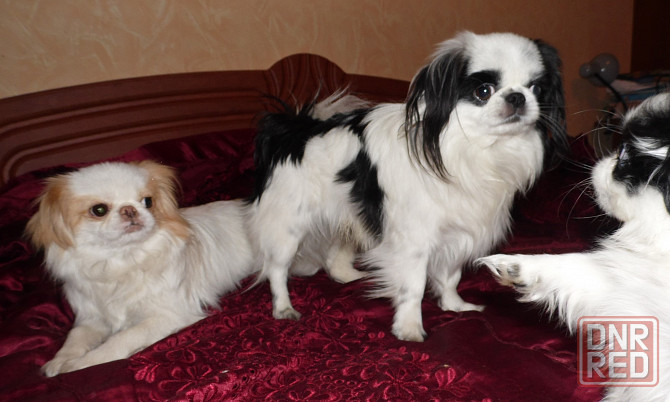 Щенки японского хина Донецк - изображение 8