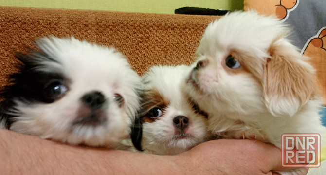 Щенки японского хина Донецк - изображение 1