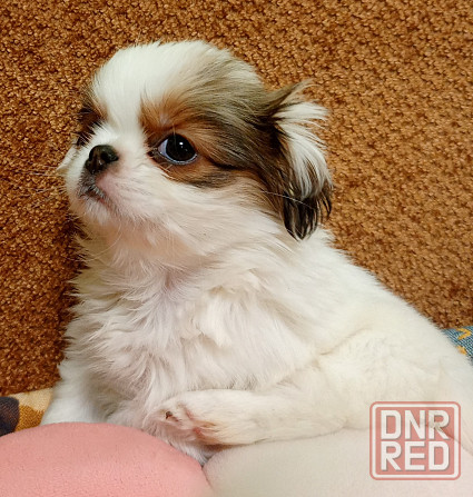 Щенки японского хина Донецк - изображение 2