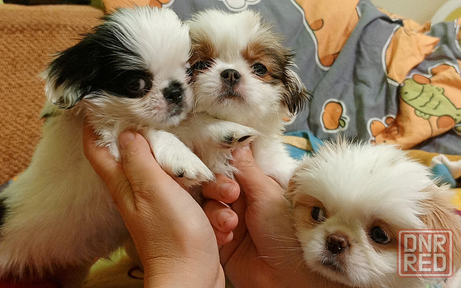 Щенки японского хина Донецк - изображение 5