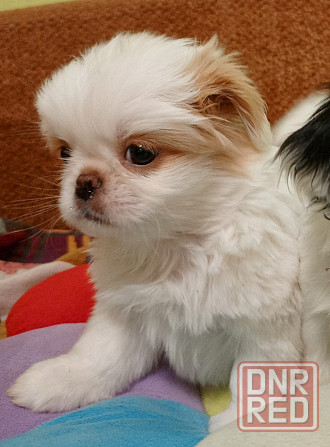 Щенки японского хина Донецк - изображение 3