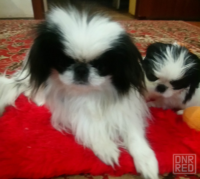 Щенки японского хина Донецк - изображение 7