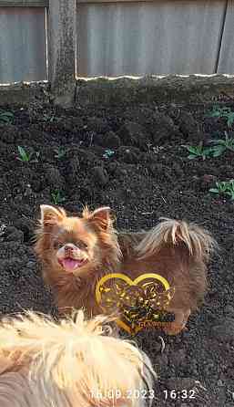 Вязка. Лиловый кобель чихуахуа. Шахтерск