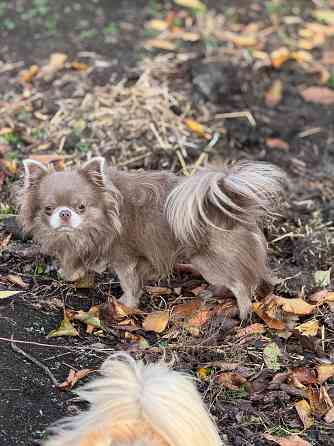 Вязка. Лиловый кобель чихуахуа. Шахтерск