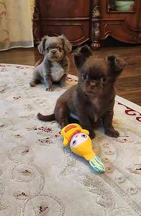 Вязка. Лиловый кобель чихуахуа. Шахтерск