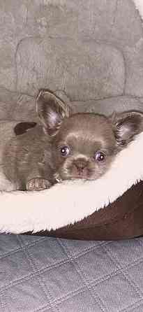 Вязка. Лиловый кобель чихуахуа. Шахтерск