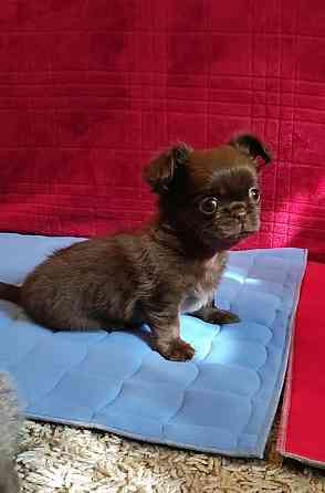 Вязка. Лиловый кобель чихуахуа. Шахтерск