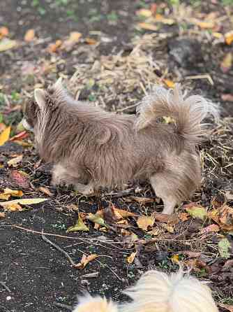Вязка. Лиловый кобель чихуахуа. Шахтерск
