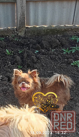 Вязка. Лиловый кобель чихуахуа. Шахтерск - изображение 1