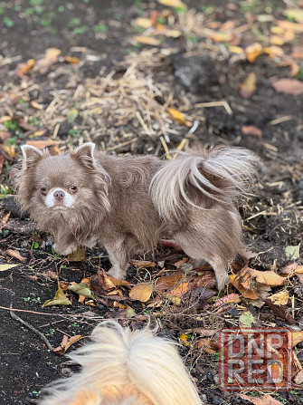 Вязка. Лиловый кобель чихуахуа. Шахтерск - изображение 3
