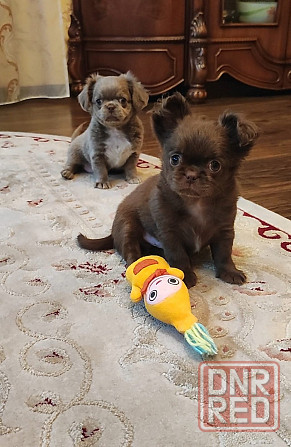 Вязка. Лиловый кобель чихуахуа. Шахтерск - изображение 6