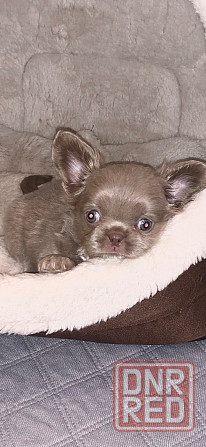 Вязка. Лиловый кобель чихуахуа. Шахтерск - изображение 4