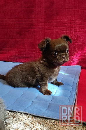 Вязка. Лиловый кобель чихуахуа. Шахтерск - изображение 5