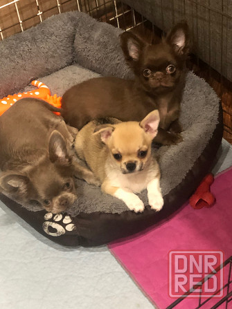 Вязка. Лиловый кобель чихуахуа. Шахтерск - изображение 8