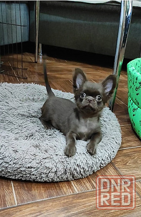 Вязка. Лиловый кобель чихуахуа. Шахтерск - изображение 7