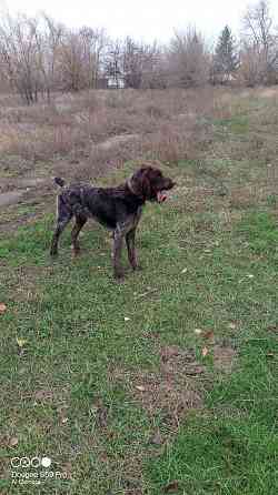 Продам охотничью собаку породы Дратхаар Донецк