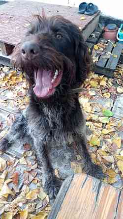 Продам охотничью собаку породы Дратхаар Донецк