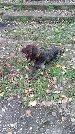 Продам охотничью собаку породы Дратхаар Донецк
