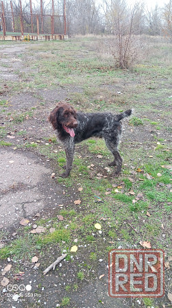 Продам охотничью собаку породы Дратхаар Донецк - изображение 4