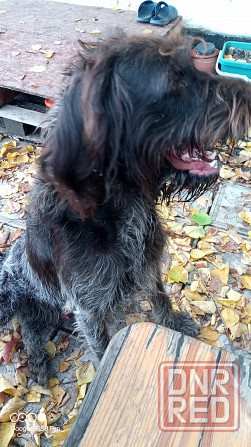 Продам охотничью собаку породы Дратхаар Донецк - изображение 2