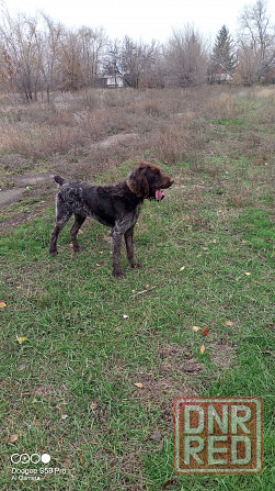 Продам охотничью собаку породы Дратхаар Донецк - изображение 3