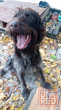 Продам охотничью собаку породы Дратхаар Донецк - изображение 1