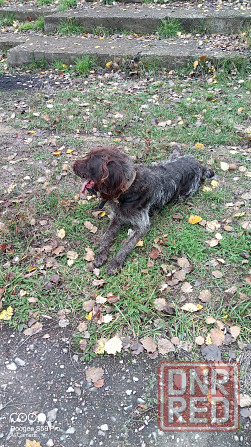 Продам охотничью собаку породы Дратхаар Донецк - изображение 5