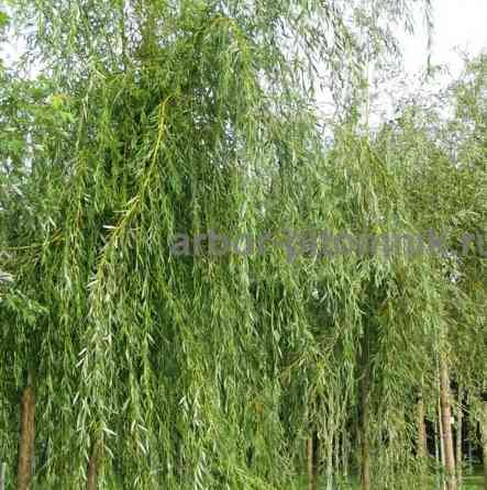 Крупномеры в Москве и Подмосковье с доставкой и посадкой Москва