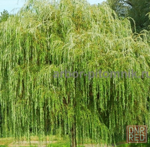 Крупномеры в Москве и Подмосковье с доставкой и посадкой Москва - изображение 5