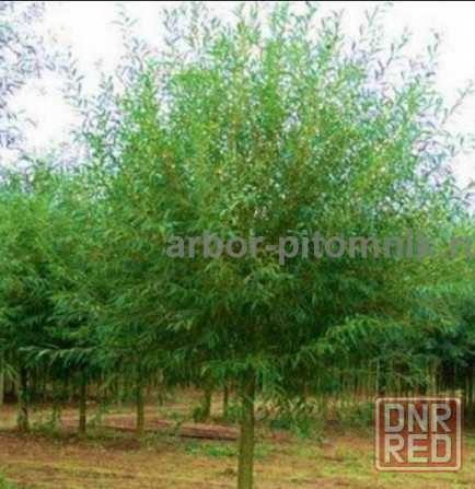 Крупномеры в Москве и Подмосковье с доставкой и посадкой Москва - изображение 3