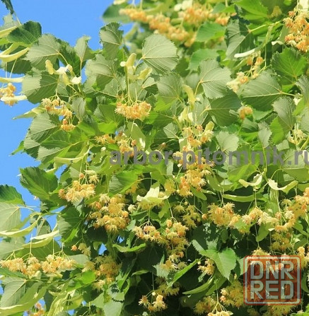 Крупномеры в Москве и Подмосковье с доставкой и посадкой Москва - изображение 6