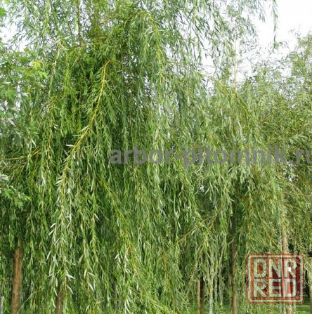 Крупномеры в Москве и Подмосковье с доставкой и посадкой Москва - изображение 2