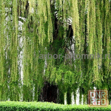 Крупномеры в Москве и Подмосковье с доставкой и посадкой Москва - изображение 1