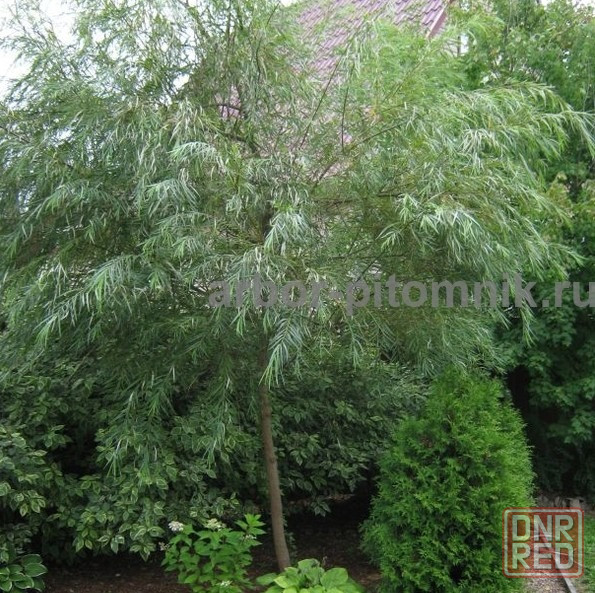 Крупномеры в Москве и Подмосковье с доставкой и посадкой Москва - изображение 4