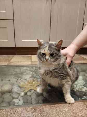 Отдам котенка в хорошие руки Донецк