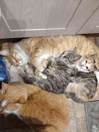 Отдам котенка в хорошие руки Донецк