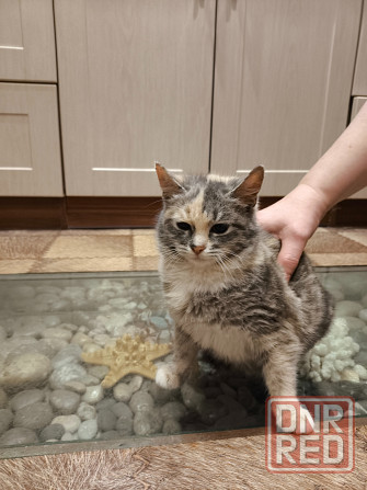 Отдам котенка в хорошие руки Донецк - изображение 1