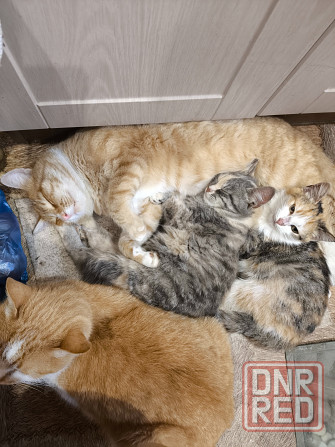 Отдам котенка в хорошие руки Донецк - изображение 2