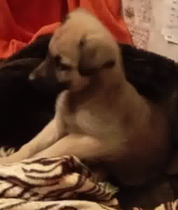 Щенок ищет дом щенки в добрые руки Донецк