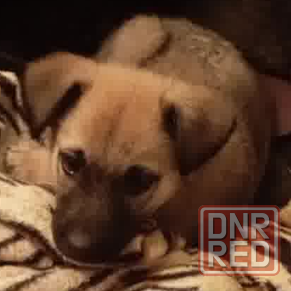 Щенок ищет дом щенки в добрые руки Донецк - изображение 2