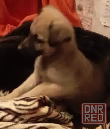 Щенок ищет дом щенки в добрые руки Донецк - изображение 3